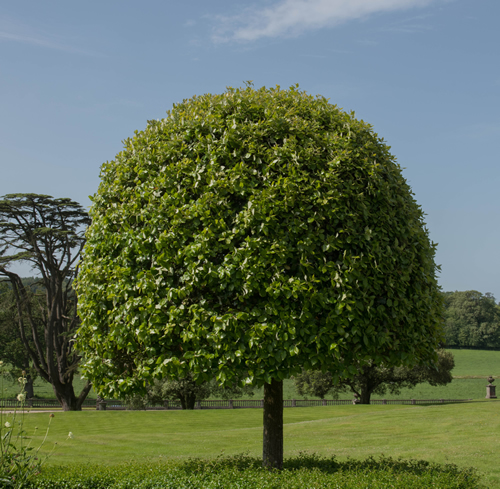 Ornamental Portugal Laurel or Cherry Bay Tree (Prunus lusitanica) in a Formal Garden in Rural Devon, England, UK
